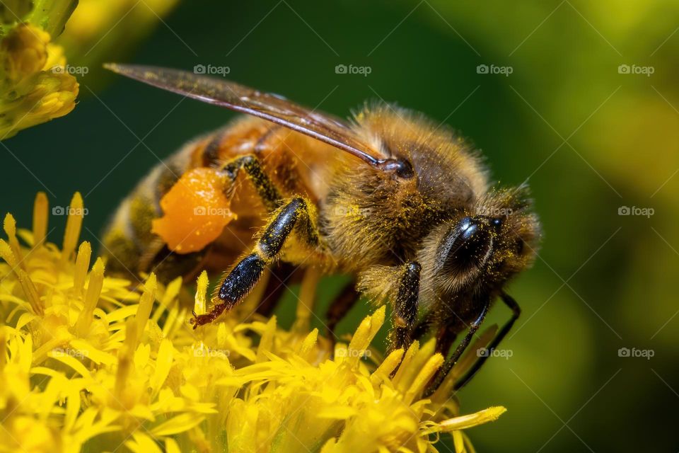 A Western Honeybee is all about the Goldenrod pollen.  