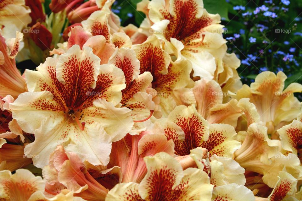 beautiful floral splendor