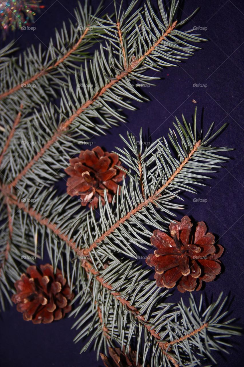 Spruce and cones