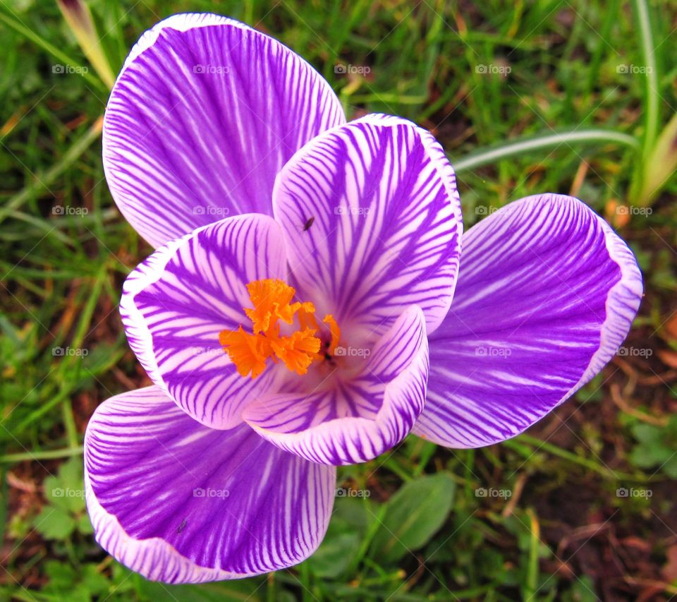 crocus