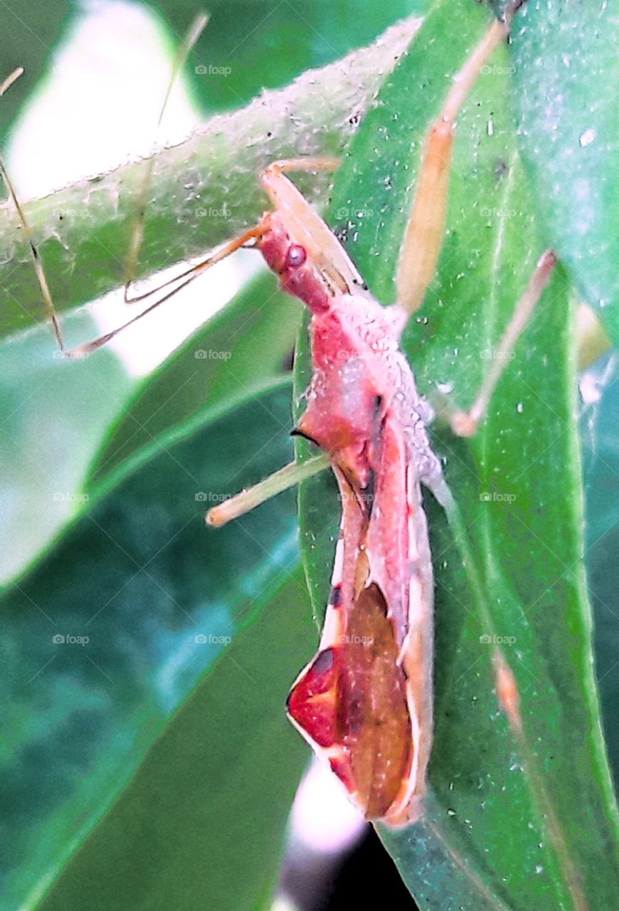 leaf insect