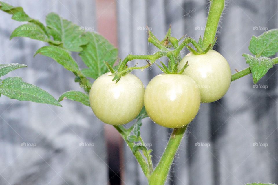 blooming Tomatoes