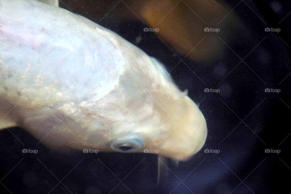 White Large Goldfish
Close up macro of a white large goldfish in water.