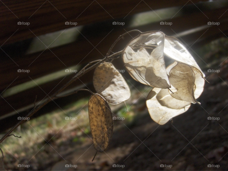 plant dried sunlit by Amy