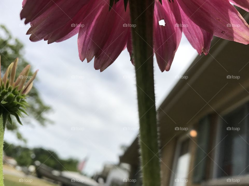 Slightly irregular cone flower