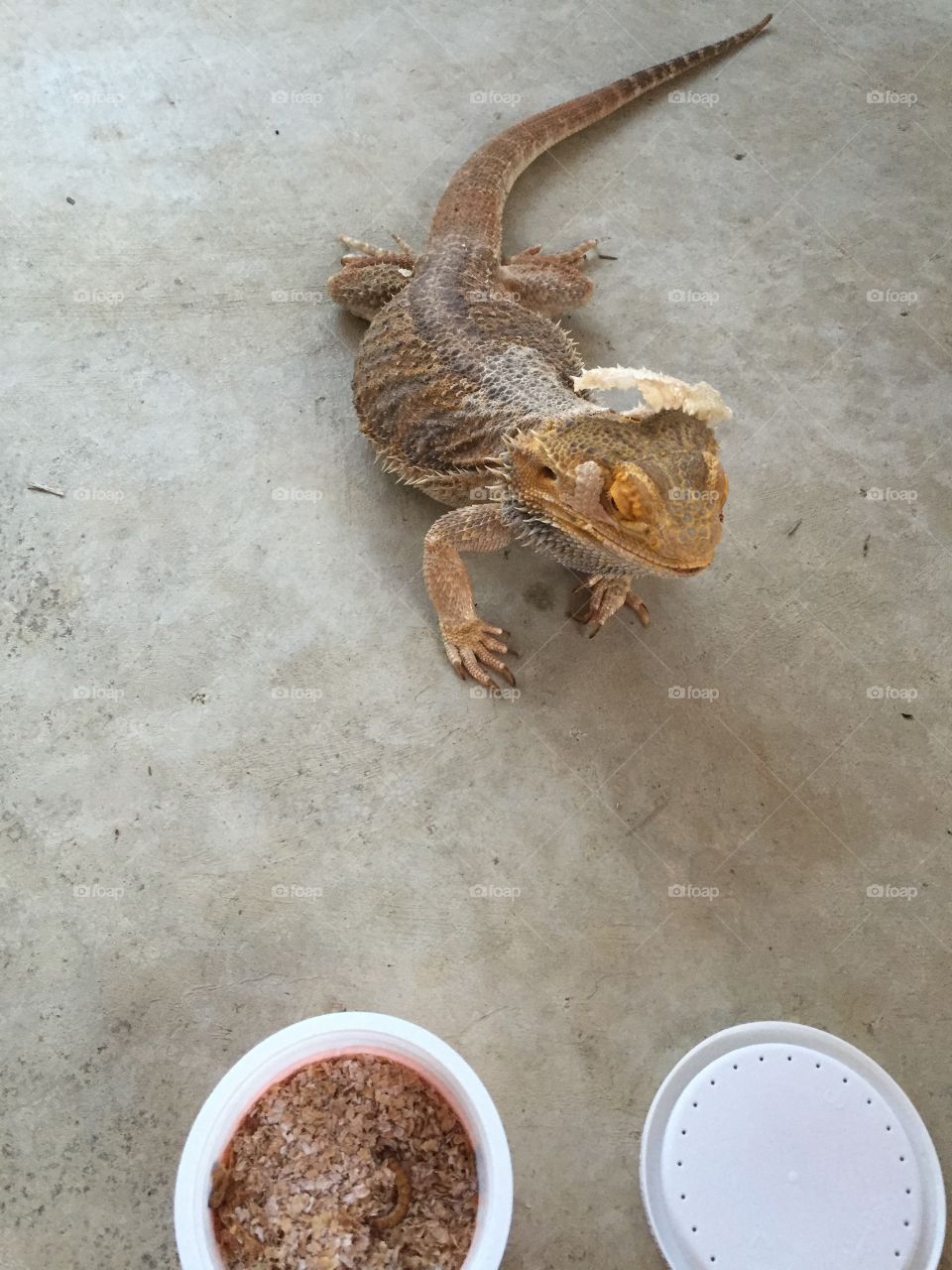 Bearded dragon's meal time