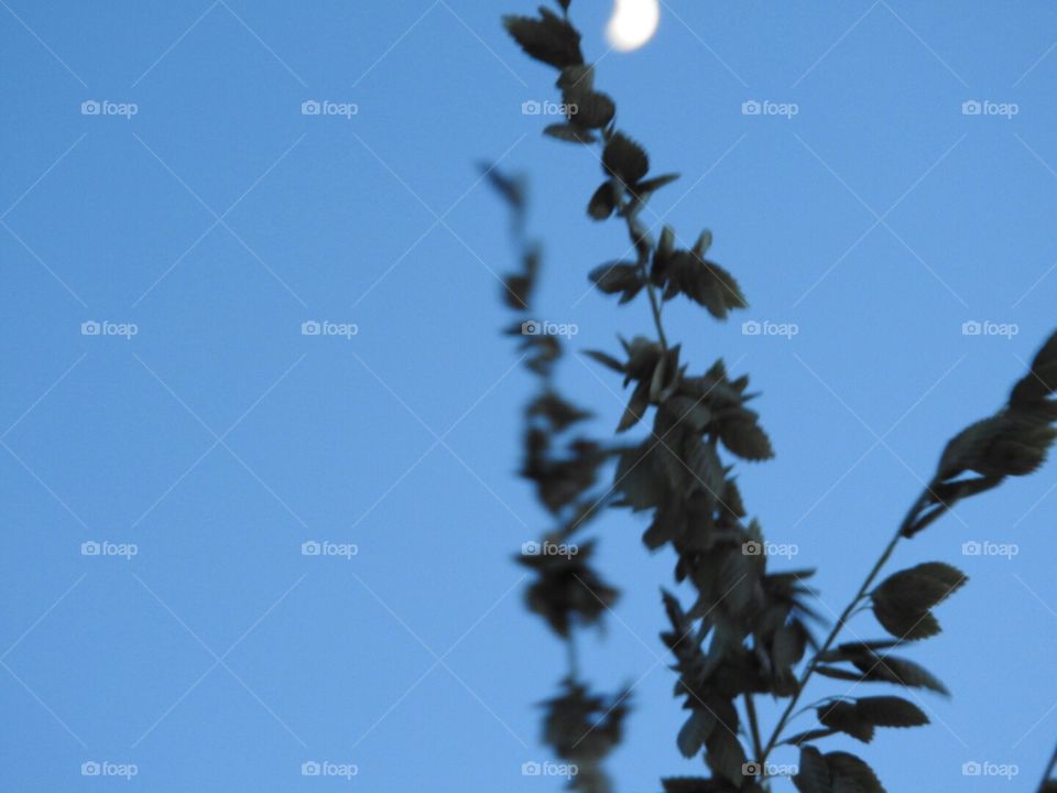 Sea Oats in the Moonlight