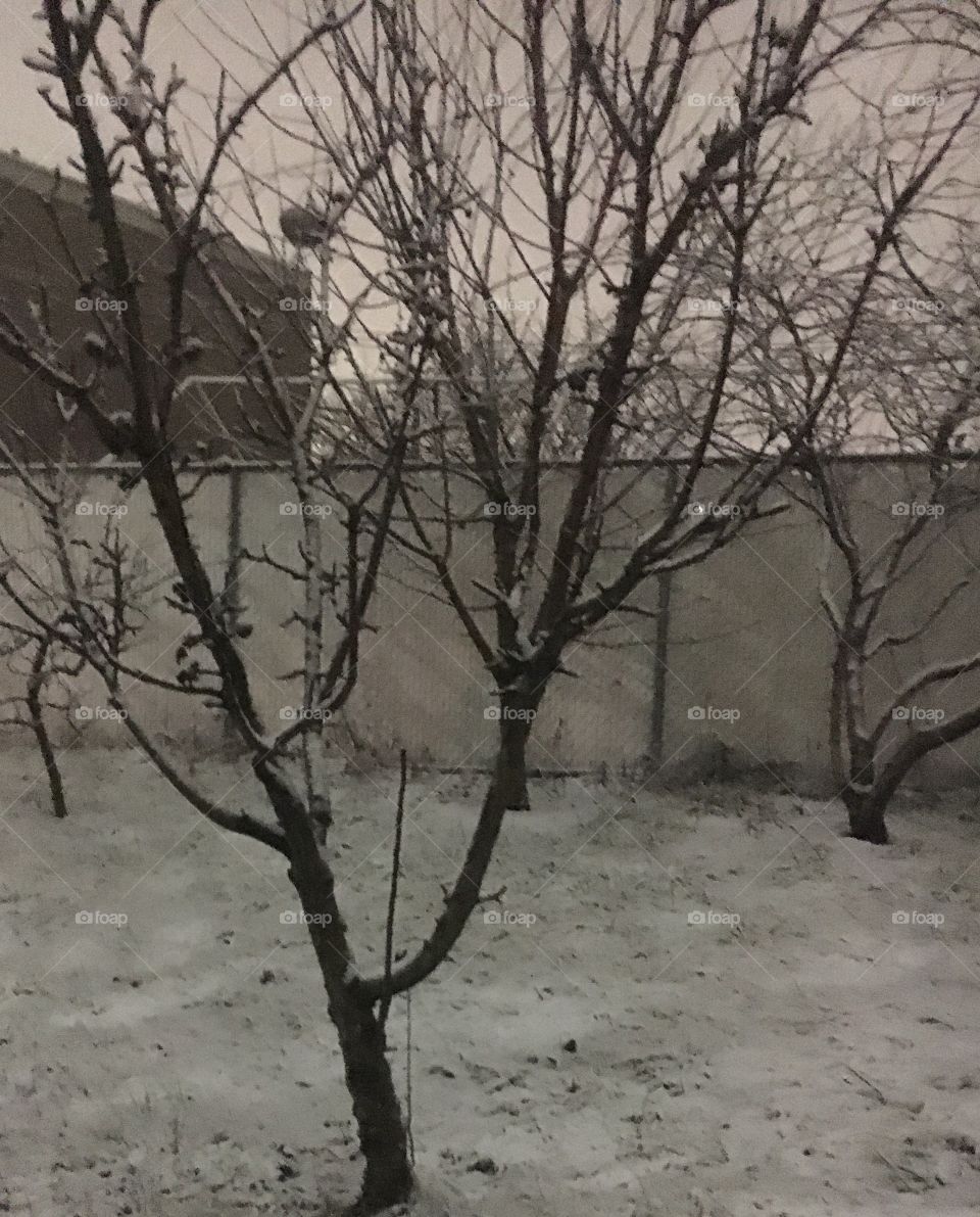 Snow in February In Brooklyn NYC