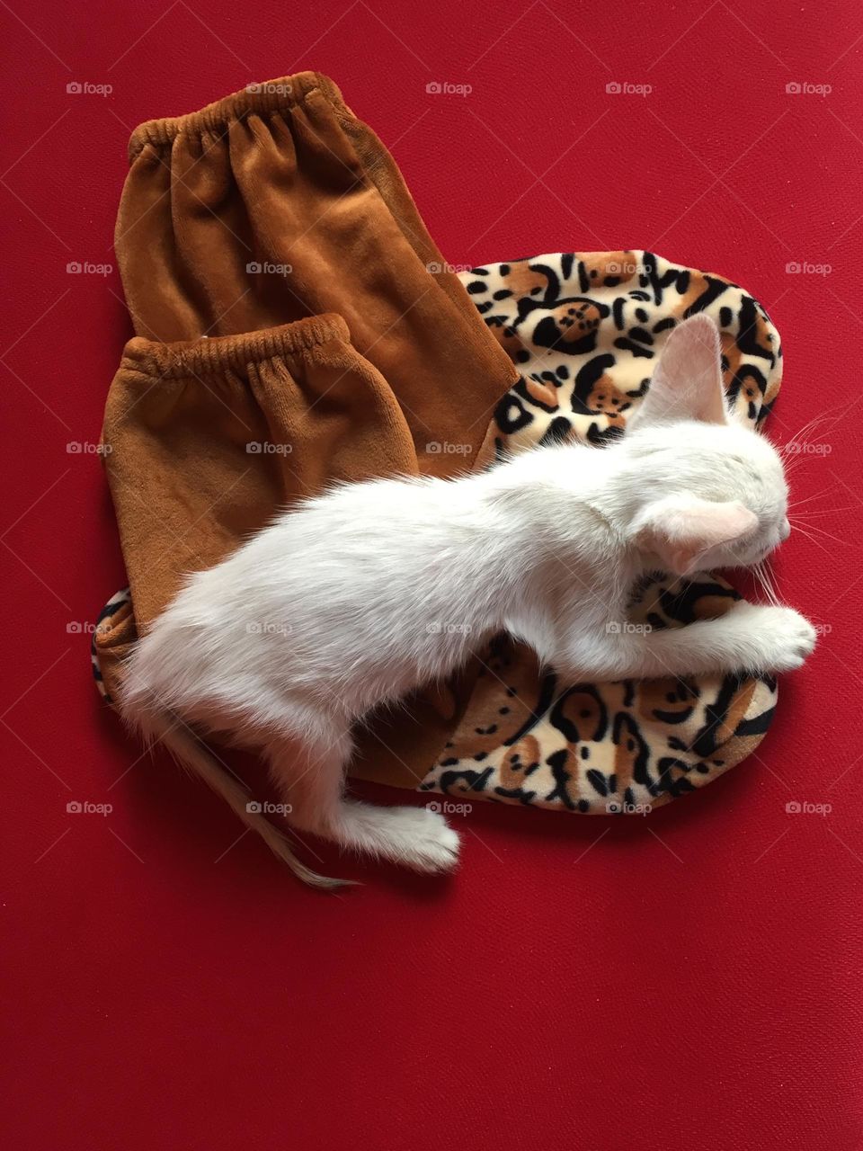 A little kitten is sleeping on a fur socks 