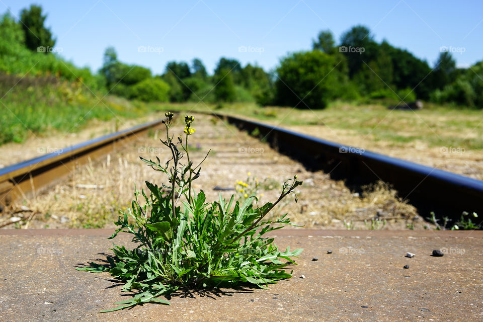 the flower grows between railroad tracks