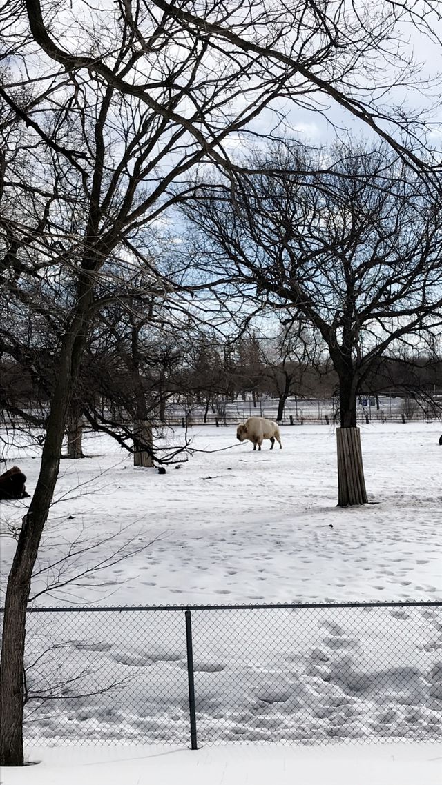 White buffalo 