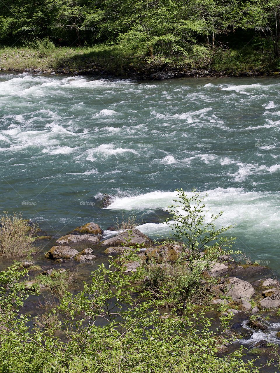 The Umpqua River in Southwestern Oregon rushing along its tree and bush covered banks on a beautiful sunny spring day. 