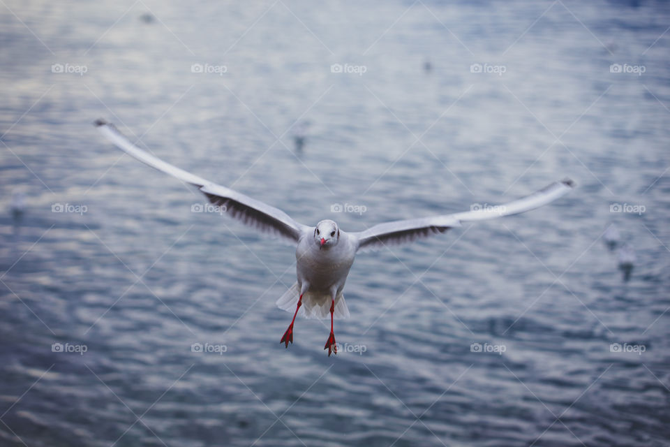 Bird Flying on lake in switzerland 