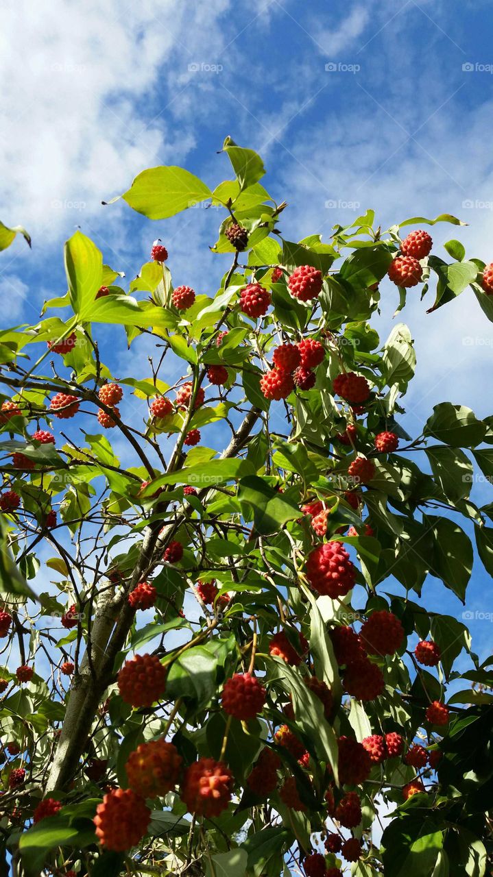 Ripe berries on tree