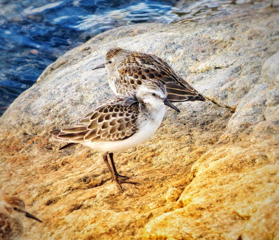 Shore birds Tadoussac Québec