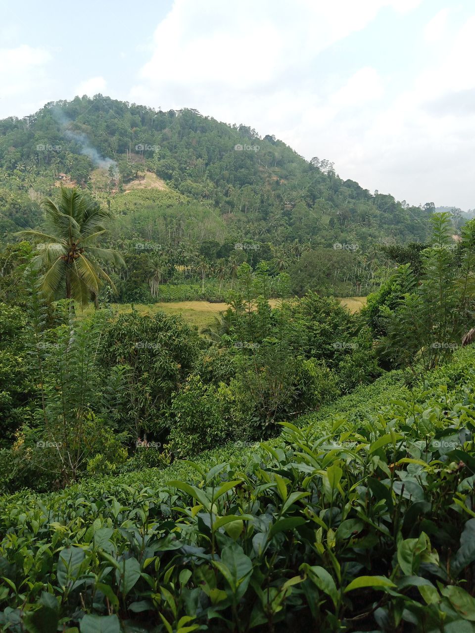 Plantation varieties