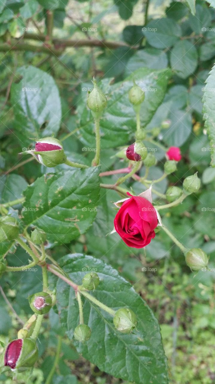 Rose Buds 