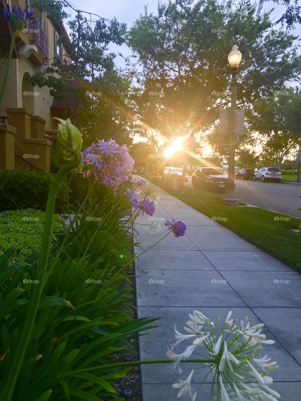 Sunset View through Trees