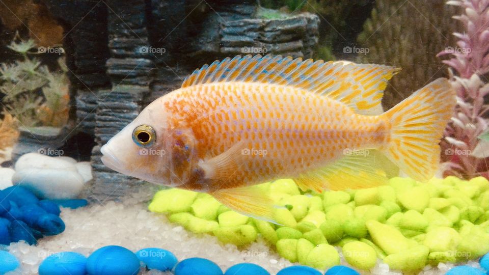 Cichlids 