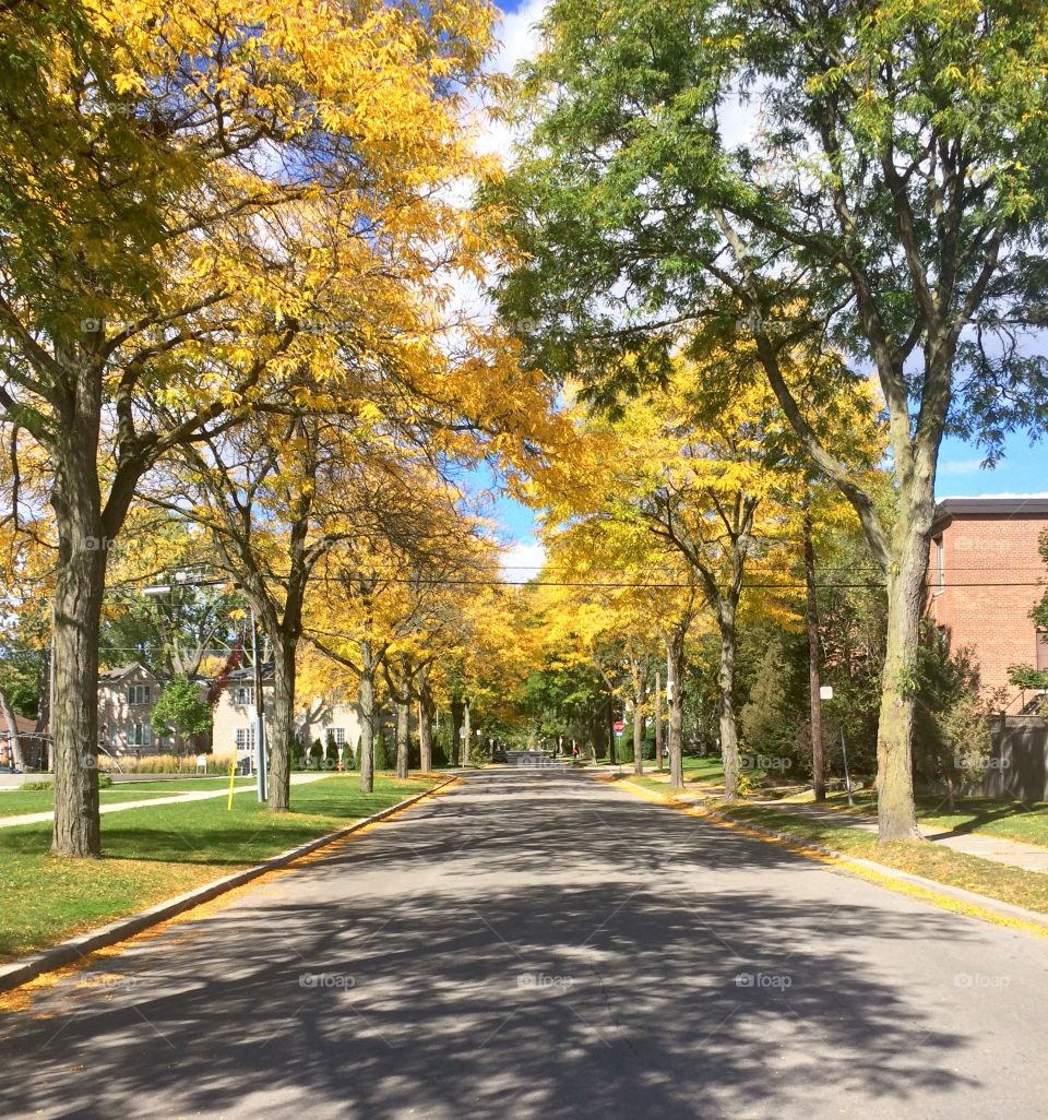 Golden autumn 