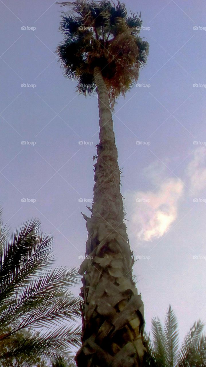 Palm