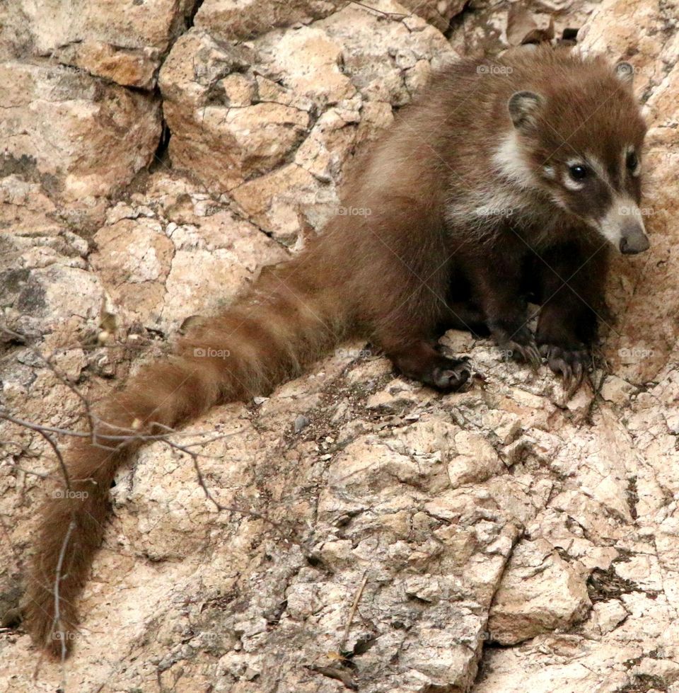 Coati Sitting on the Rocks