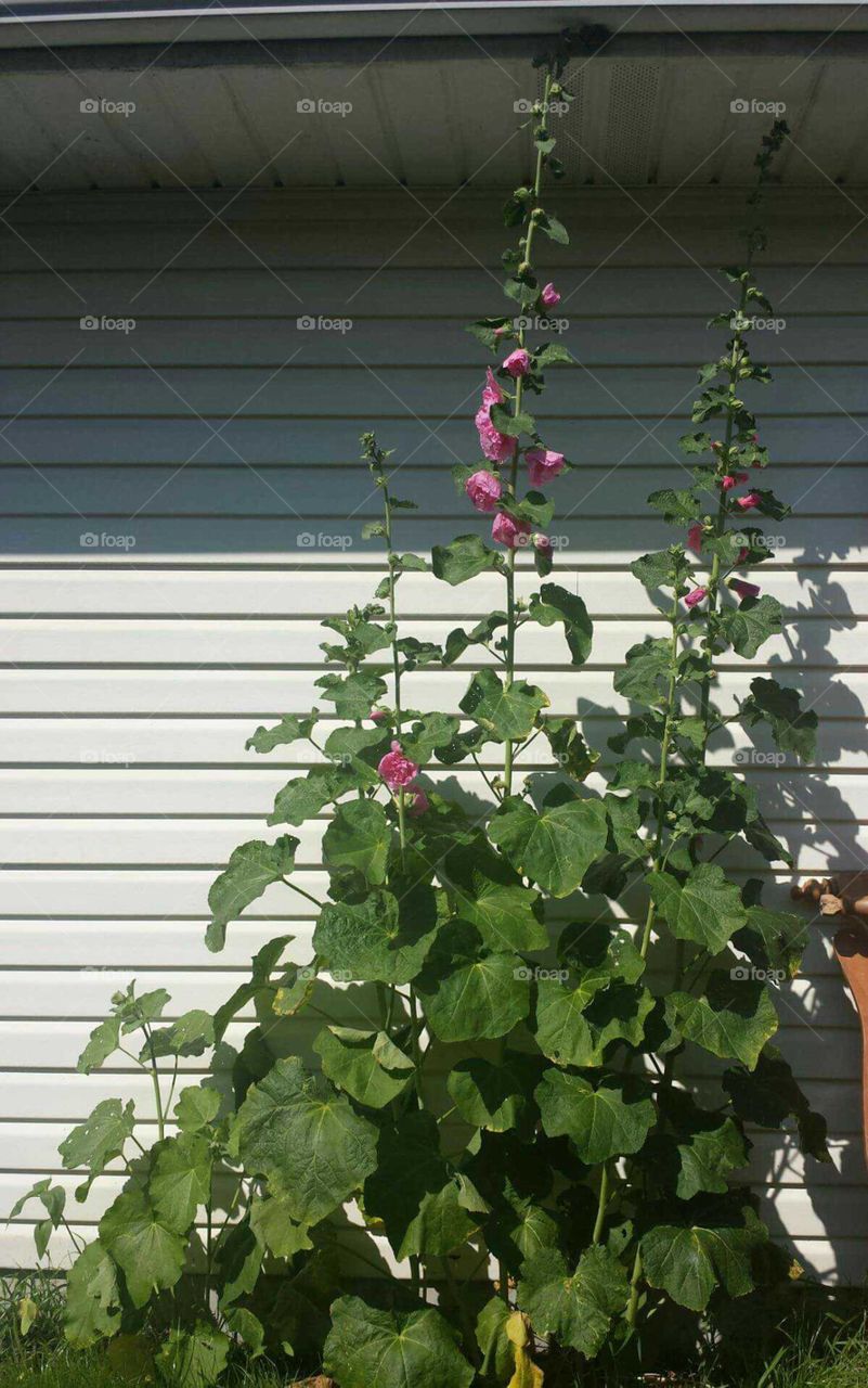 pink hollyhocks