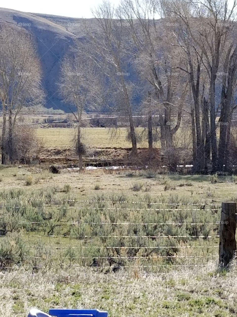 Tranquil Babbling Brook