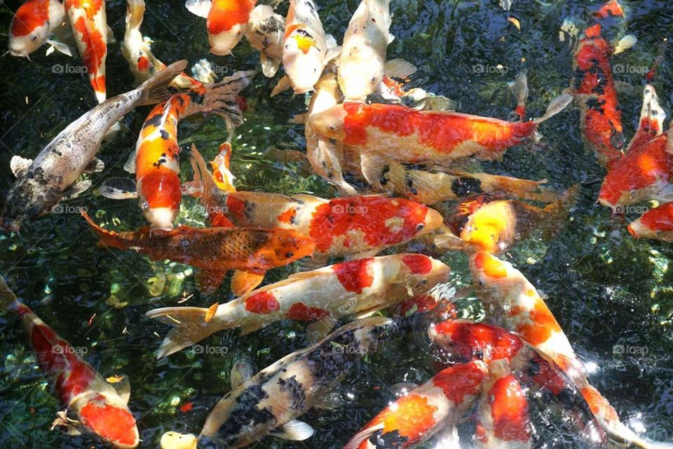 Koi pond