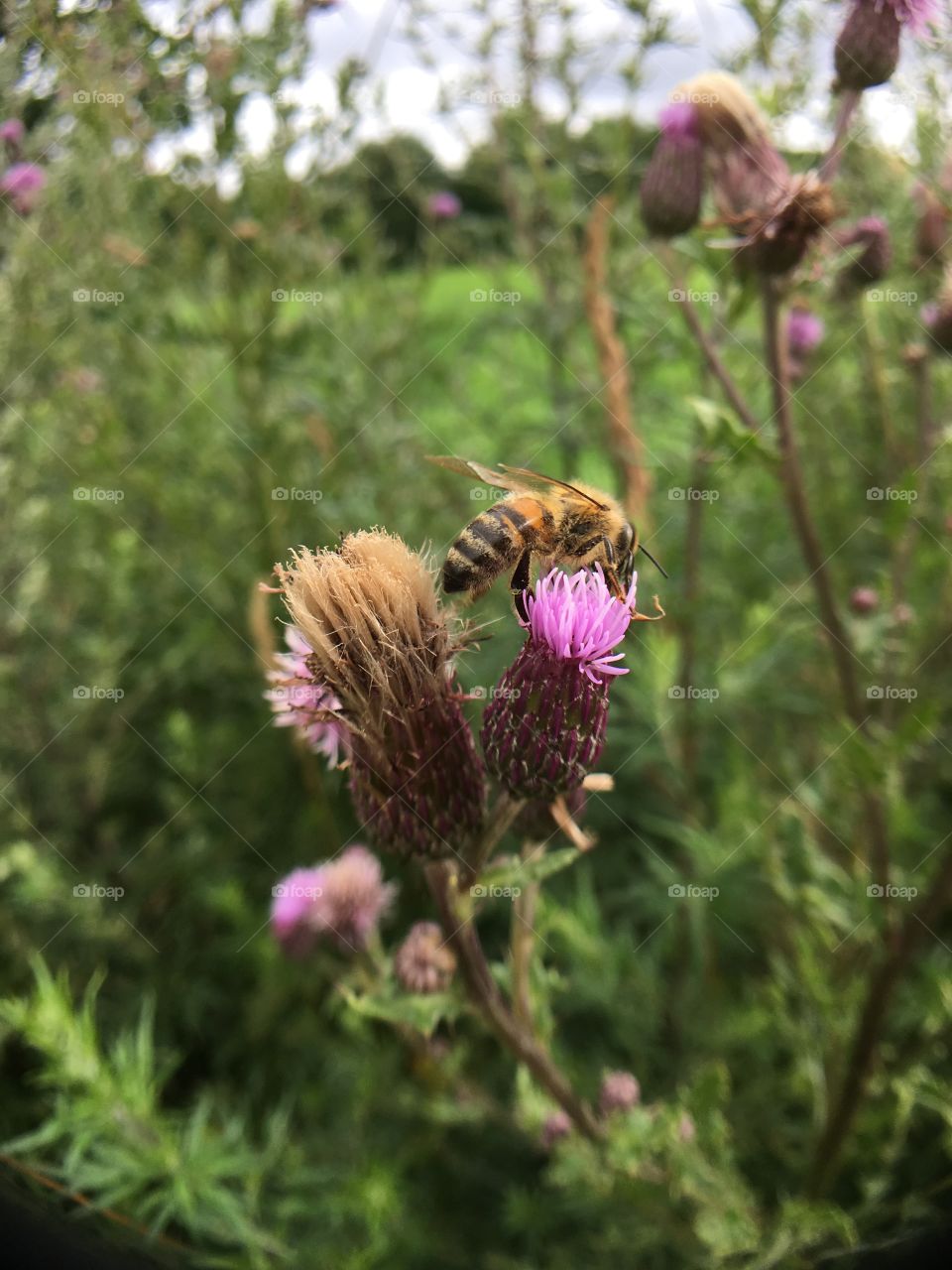 Bee on thistle