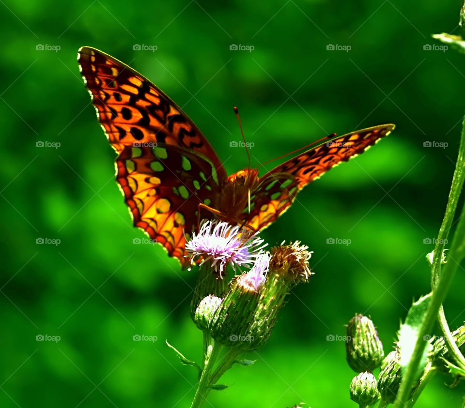 Butterfly 