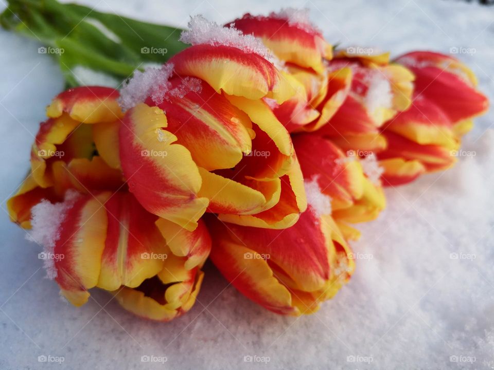 Snow tulips