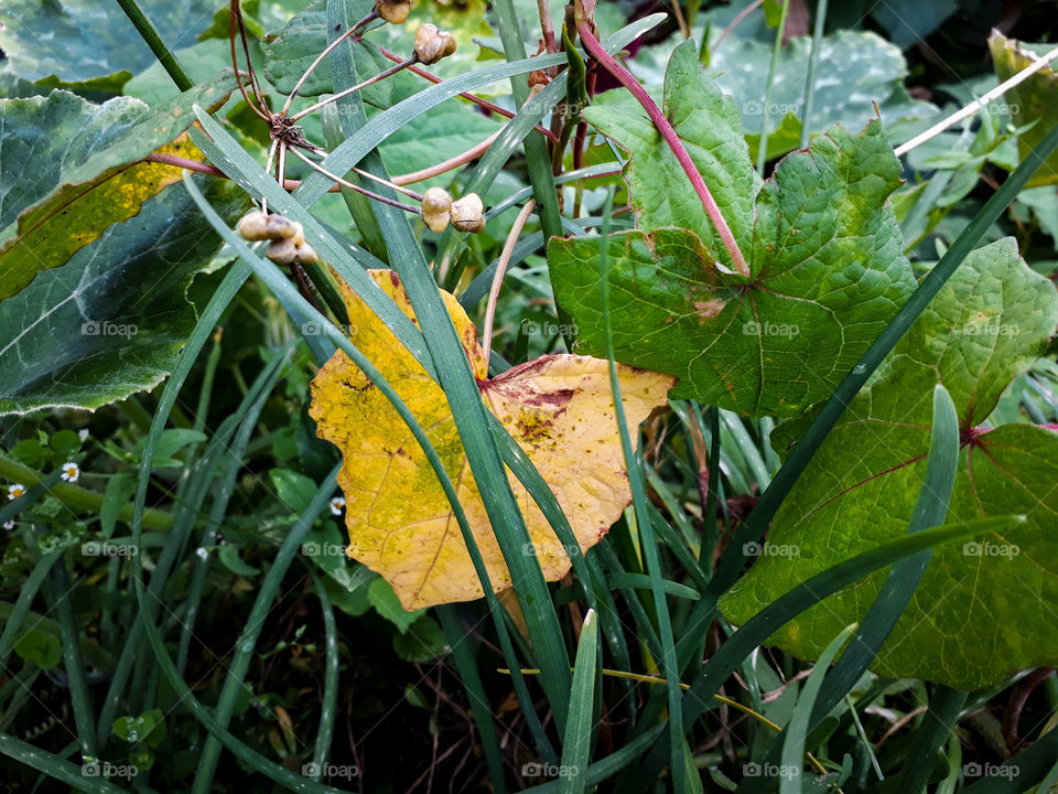 Beautiful process of mother nature, autumn is arriving...