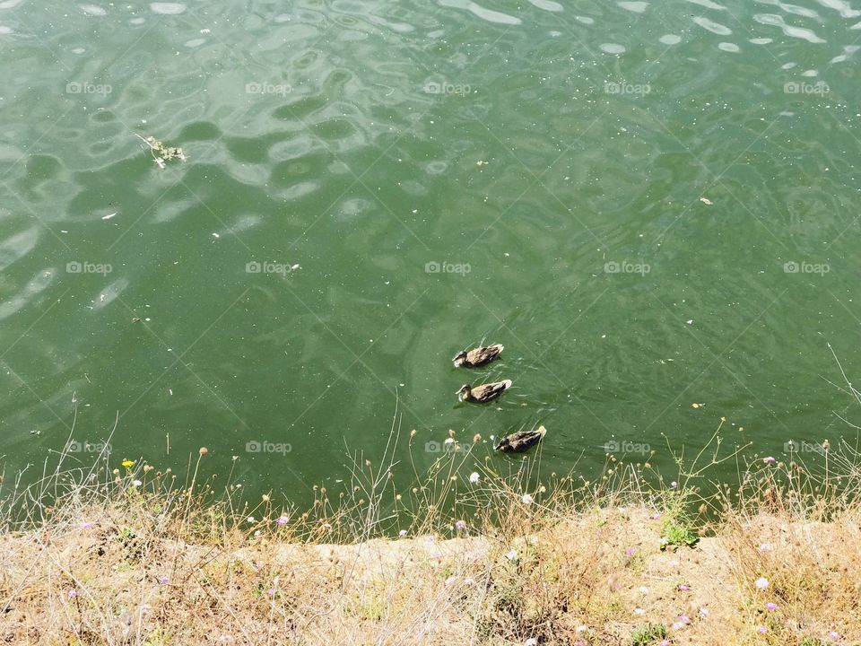 The 3 ducks swimming on the lake 