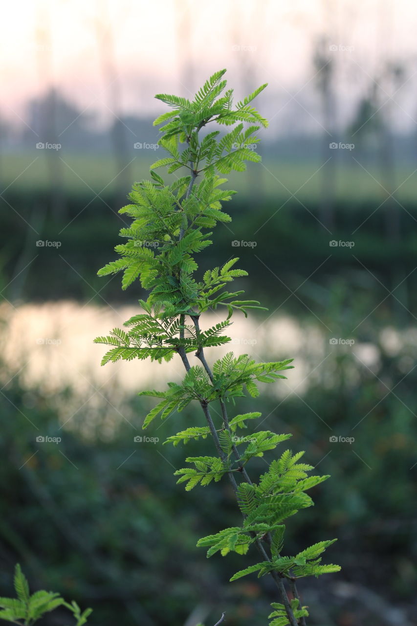 a small 🌲 quite pic..