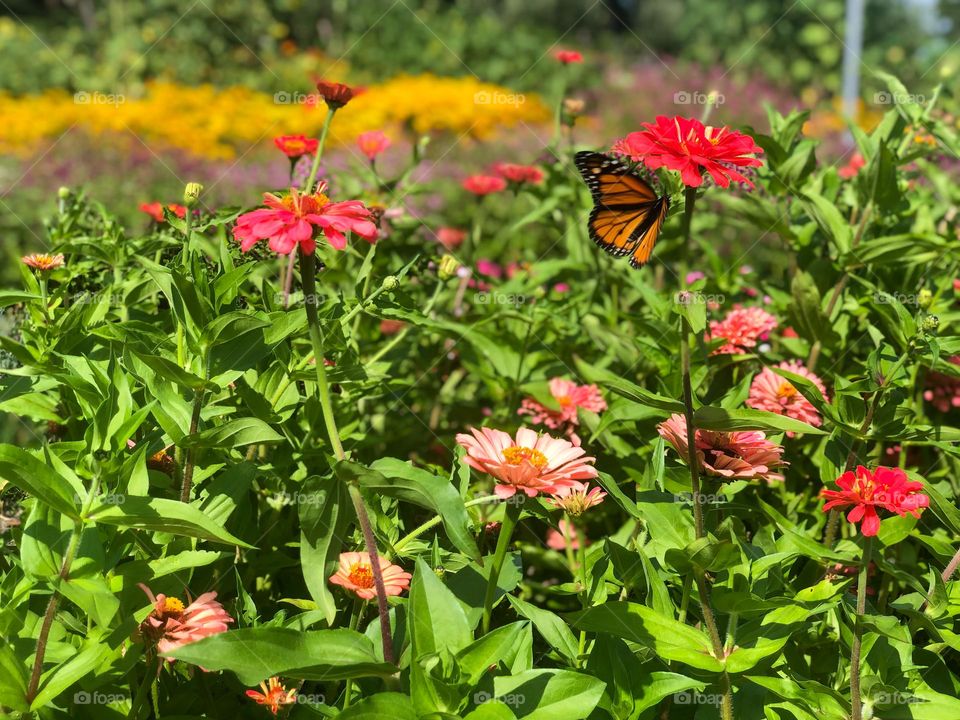 Monarch butterfly landed on pink flower in colorful flower field at Stan Hywet Hall & Gardens in Akron, Ohio