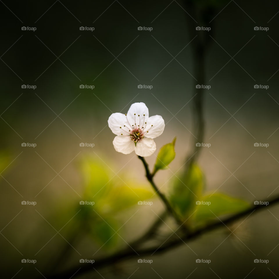 Spring flowers in London