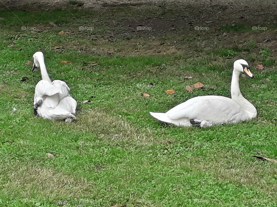swans