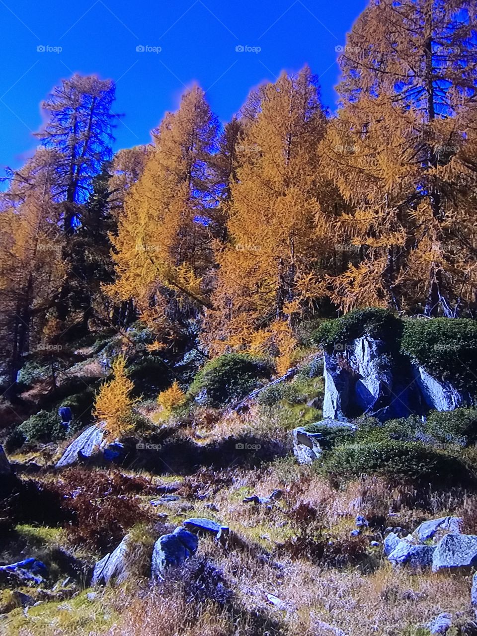Washington park view