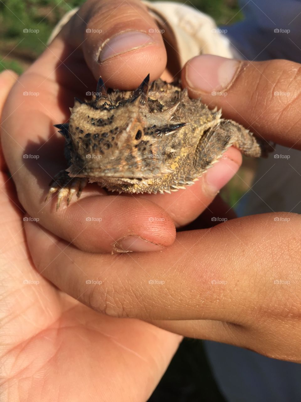 Horned toad