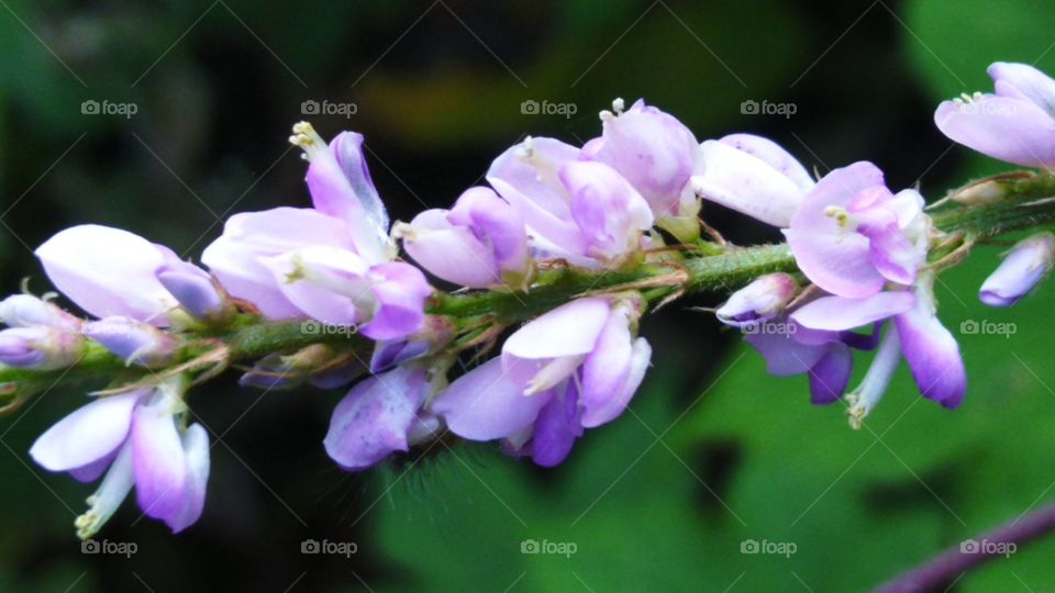 This plant or flower is very beautiful and gives off a fragrant smell