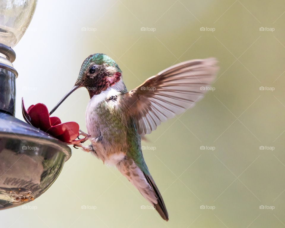 Broad tailed hummer getting some sips 
