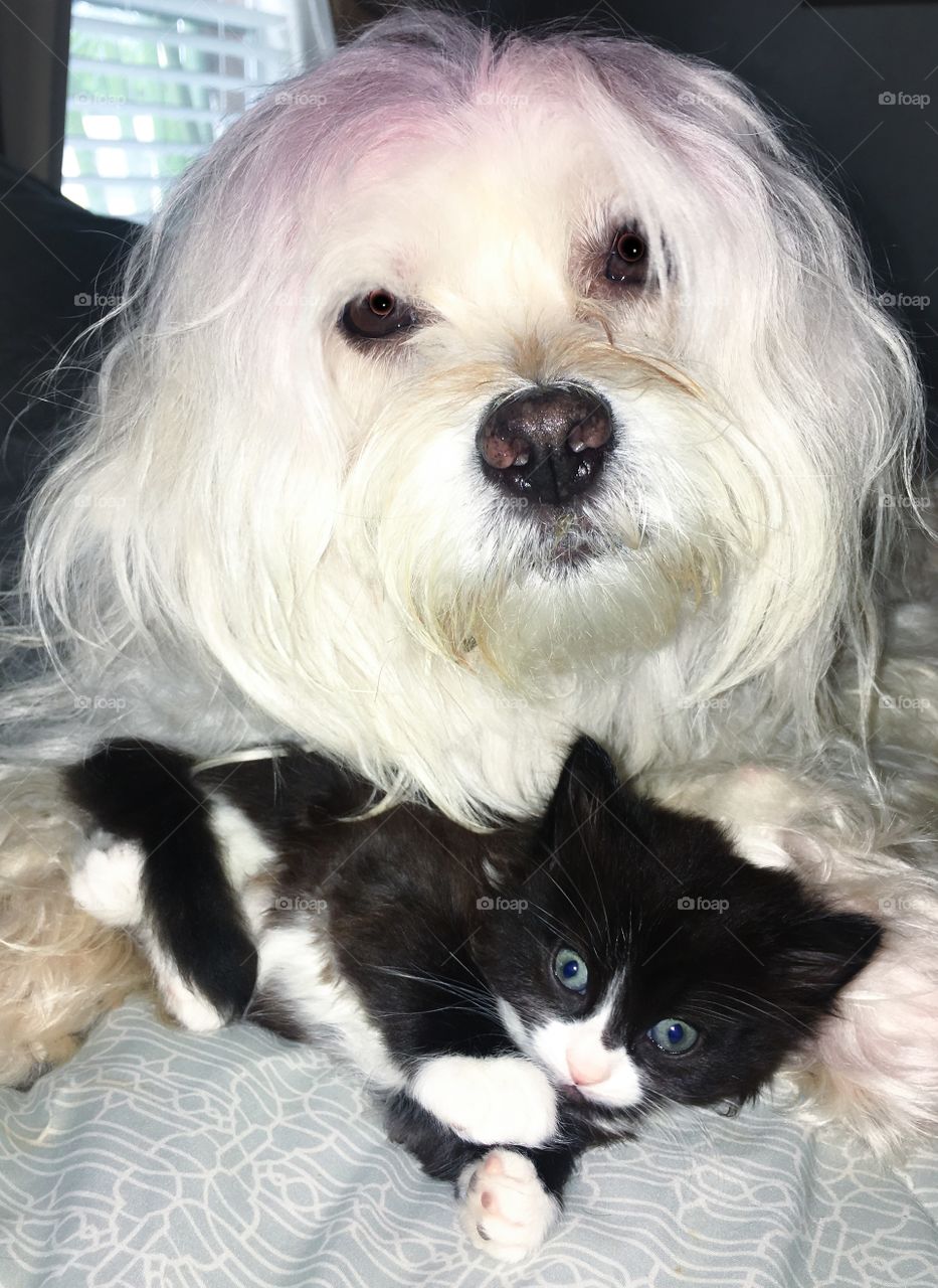 Cesar and kitty on the bed