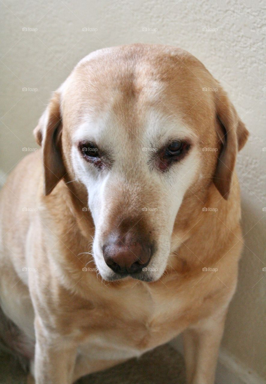 Red yellow Labrador 