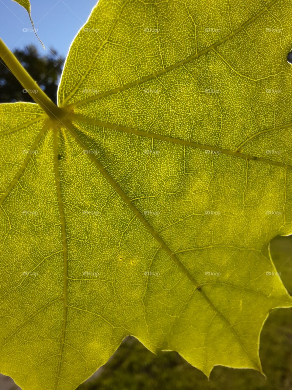 leaves