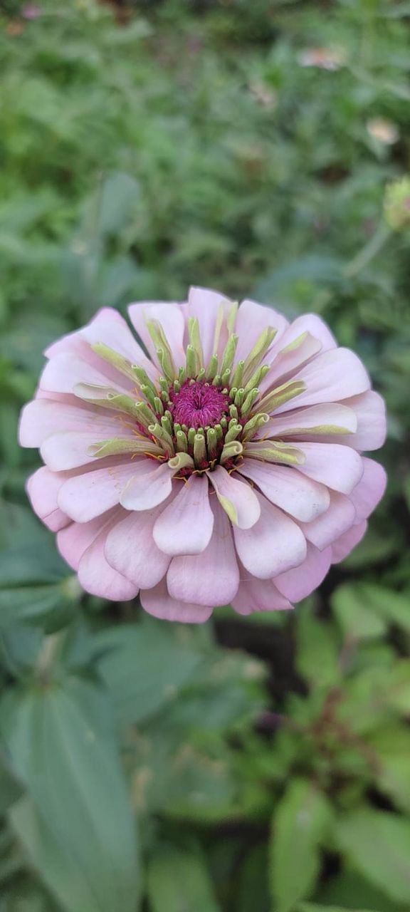 zinnia