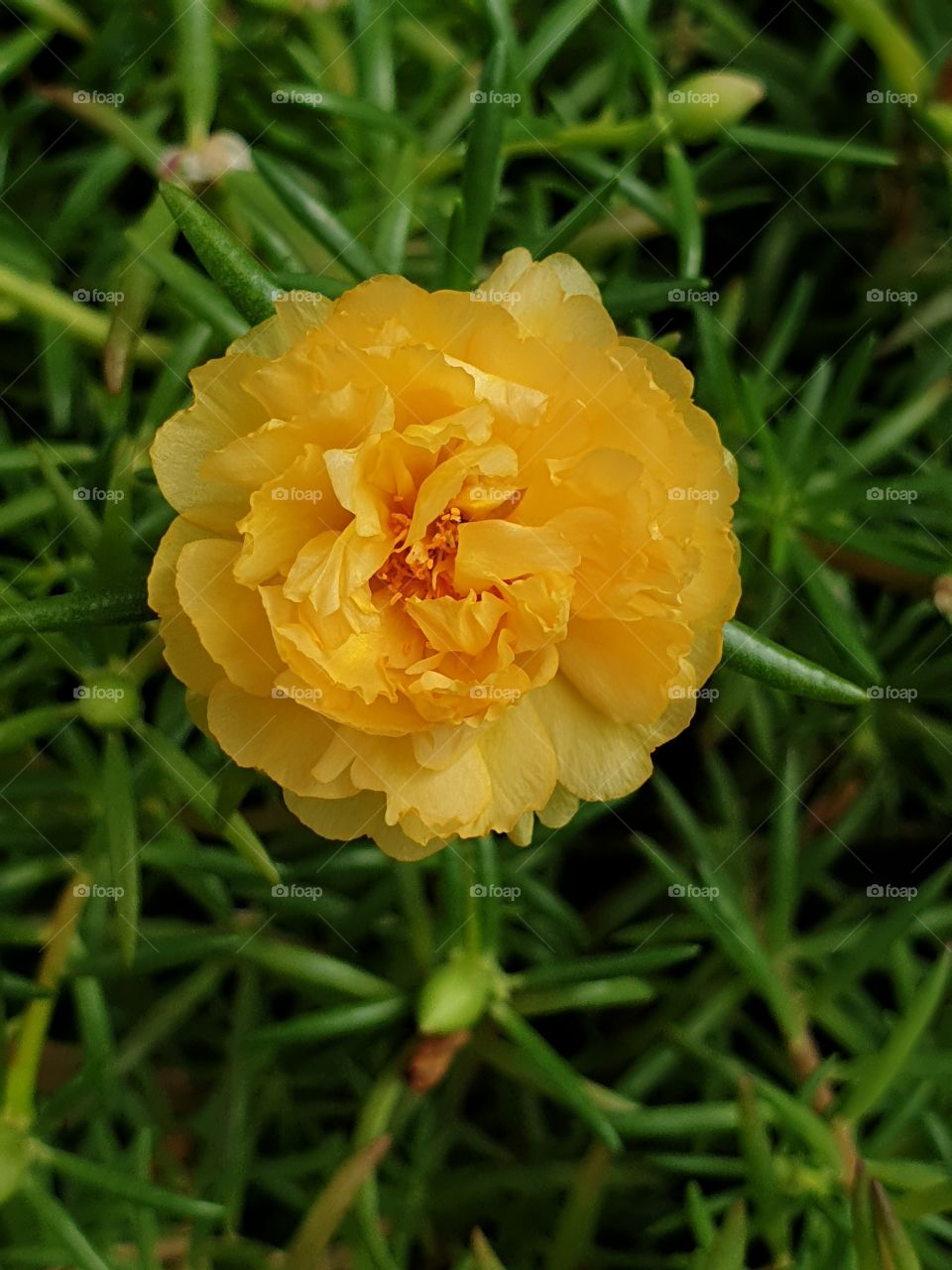 the Portulaca Grandiflora