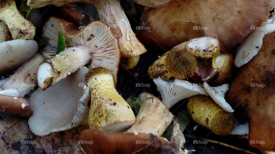mushrooms