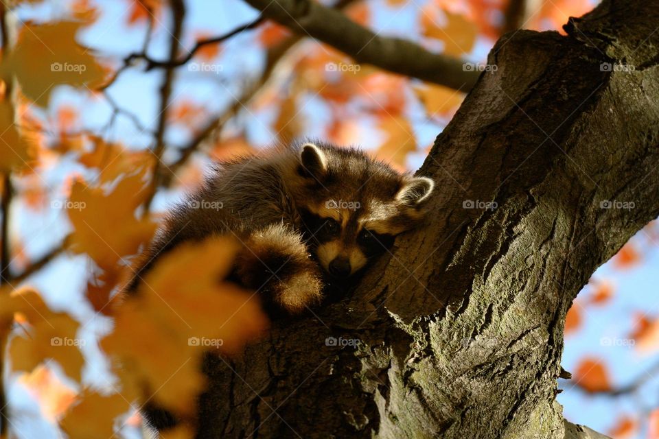 Sleepy raccoon in between fall foliage