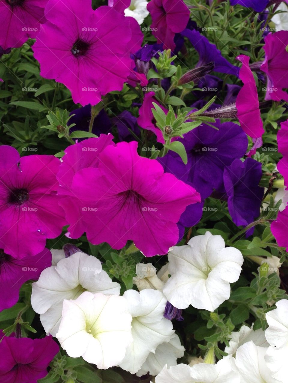 Petunias
